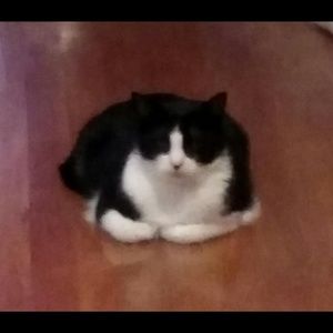 Meet your Posher, Ellen